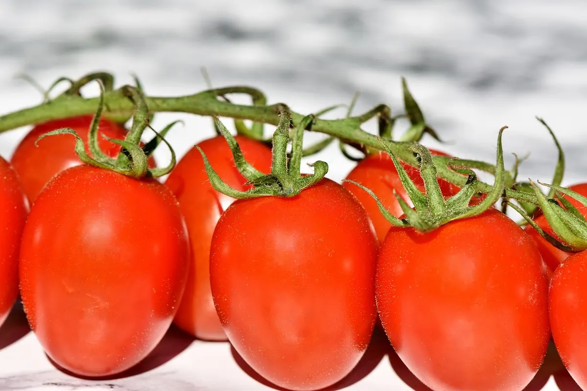 Common Mistakes That Stop Tomatoes Ripening on the Windowsill